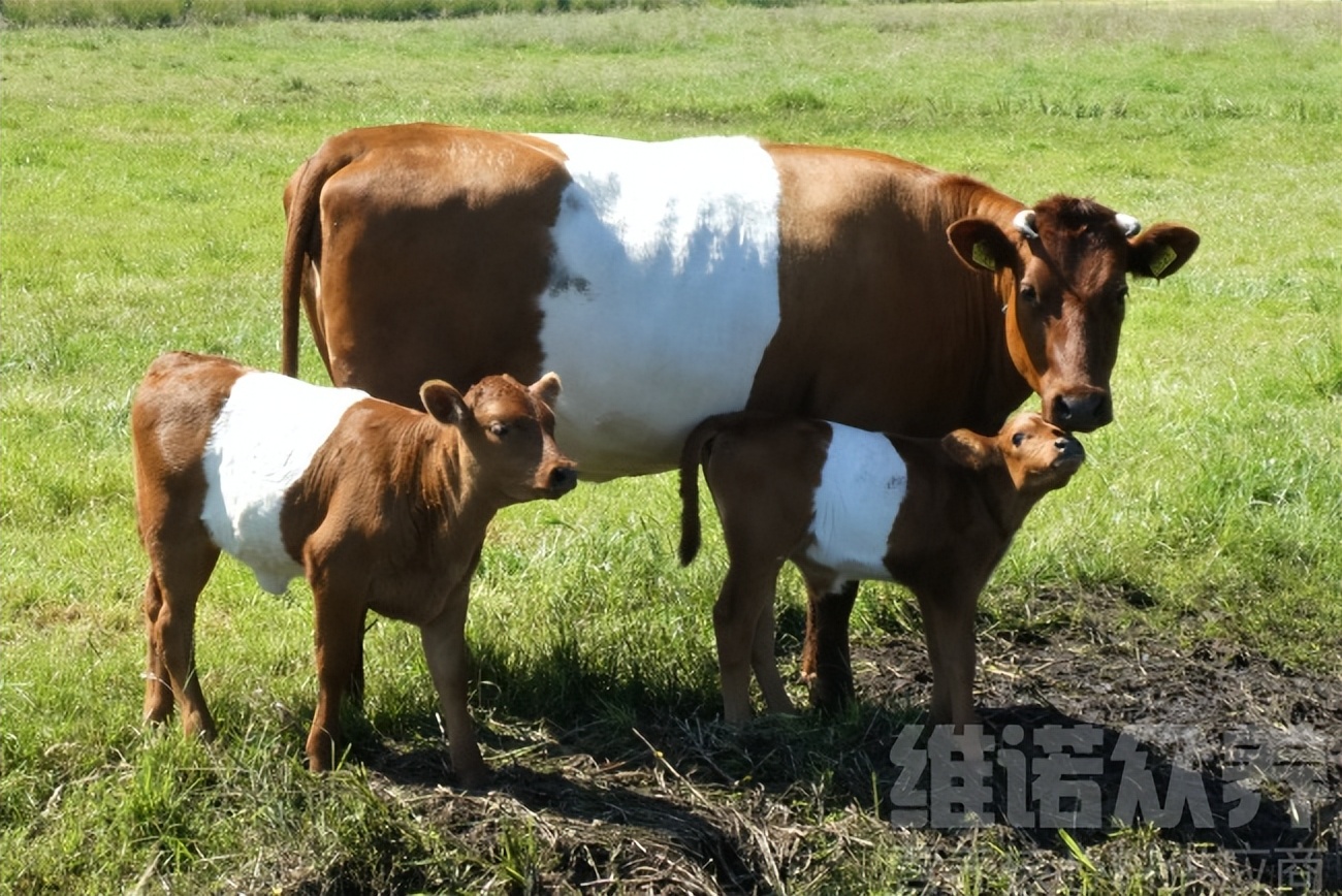 母牛养殖技术和方法完整版,散养育肥母牛最好的养殖方法