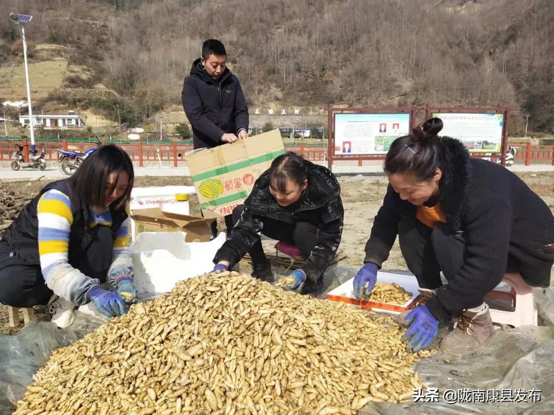 天麻种植产业园,发展天麻种植产业