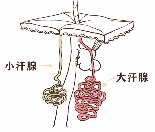 给夏天爱出汗的你：轻松止汗香汗指南