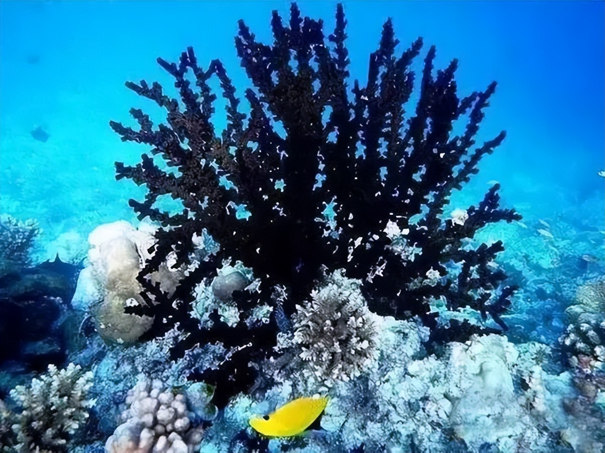 海柳算珠宝吗,海柳是宝石吗图片