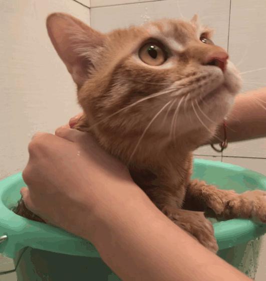 猫咪体臭是什么原因？原来跟这些问题逃不掉！