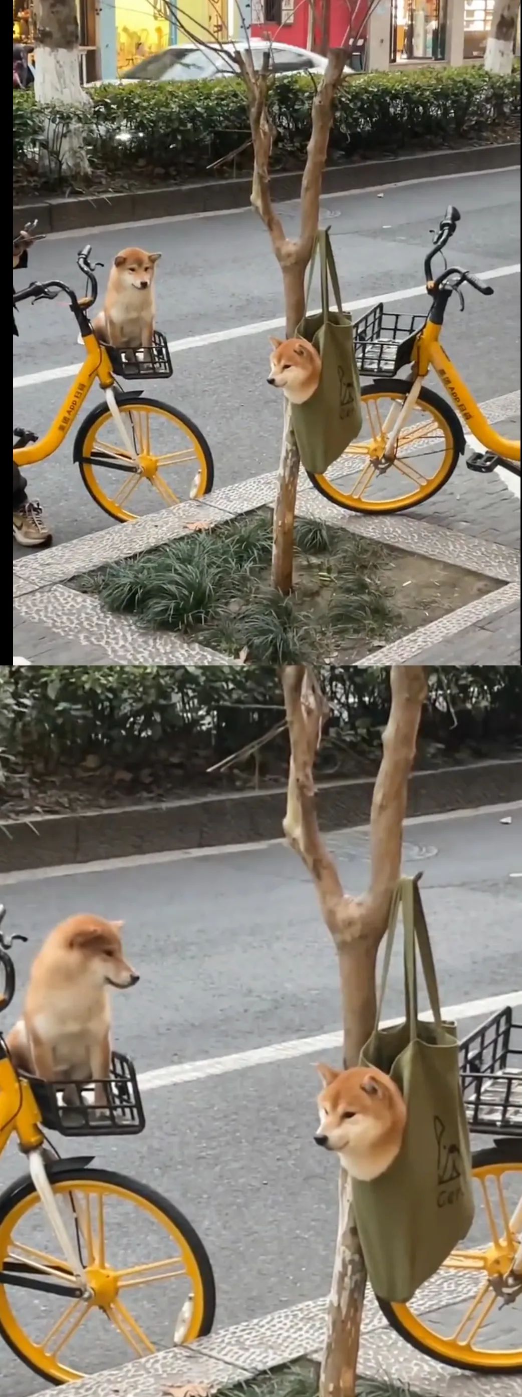 有没有可能这个房主是中国人啦！