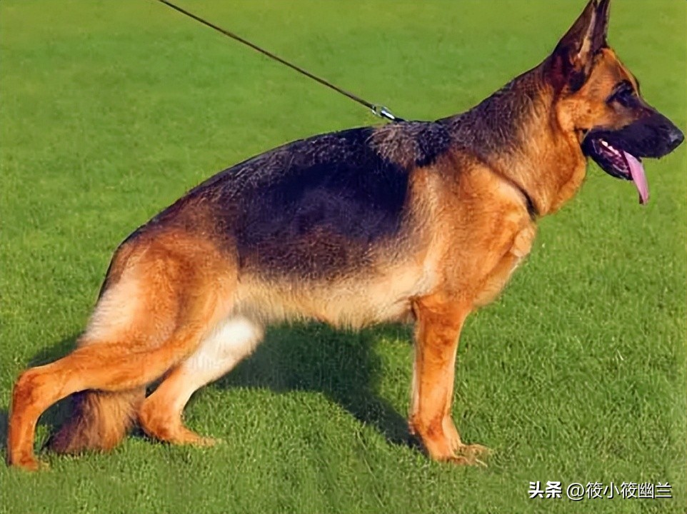 神奇狗狗小七,狗狗不咬从未见过的家人