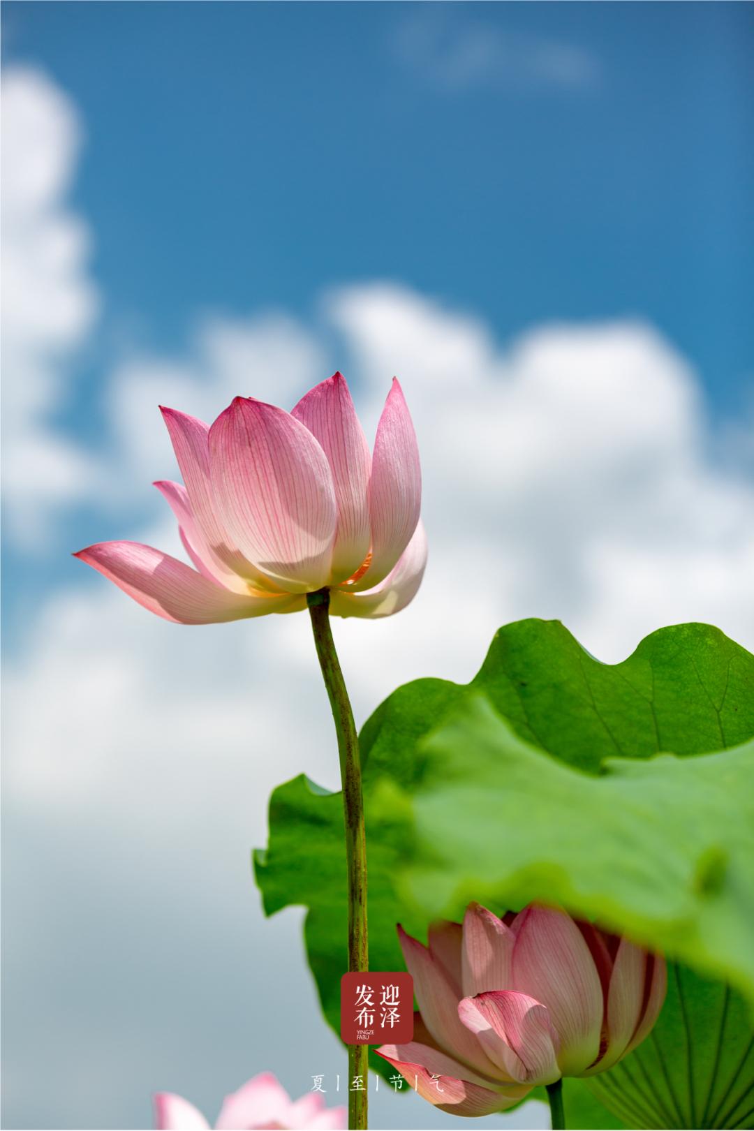 节气夏至已至向阳而生,节气夏至一切如约而至