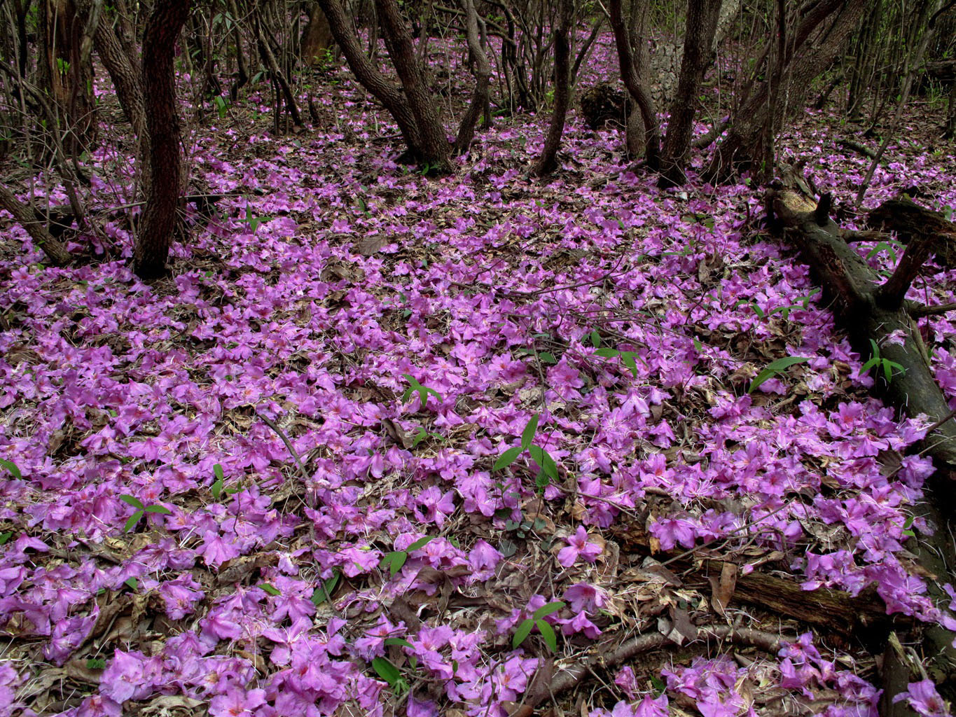 四明山华顶杜鹃,浙东华顶杜鹃群落