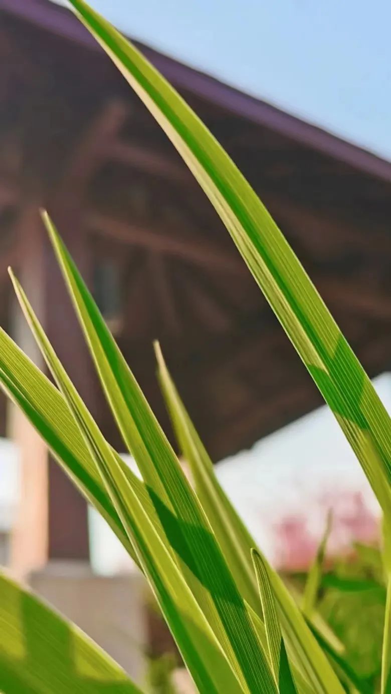 河职限量版壁纸，请查收