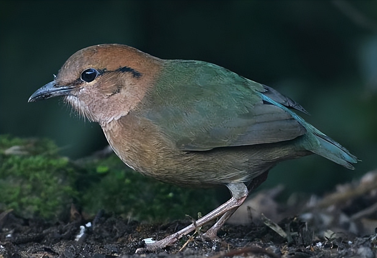 鸟儿大全高清图,高清珍稀鸟动态图片大全