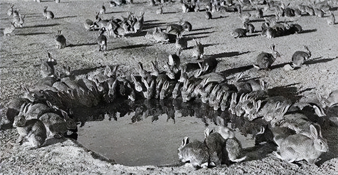 澳大利亚野兔泛滥成灾的原因,澳大利亚的野兔成灾结局