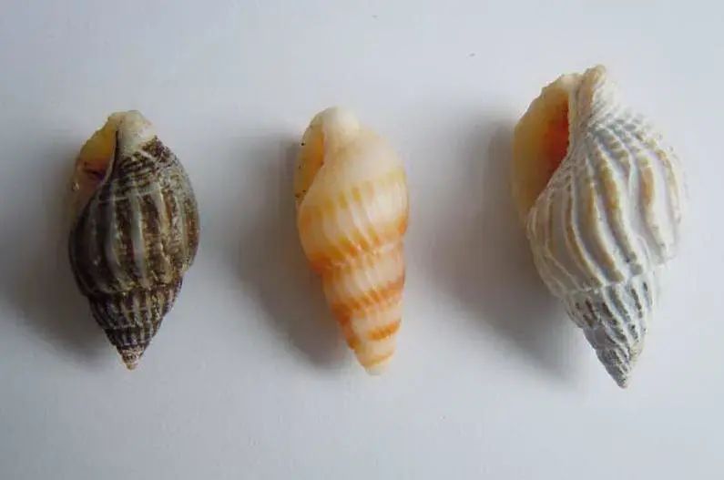 别吃！有毒！一颗就能致命