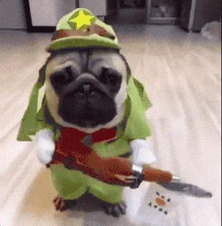 遇恶犬咬人如何救人,路遇恶犬如何救人如何自救