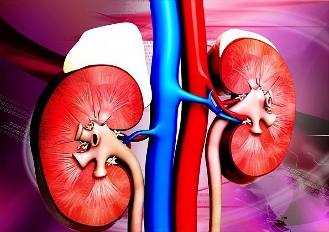 体检查出有肾囊肿和肝囊肿怎么办,体检时肾囊肿单位是毫米还是厘米