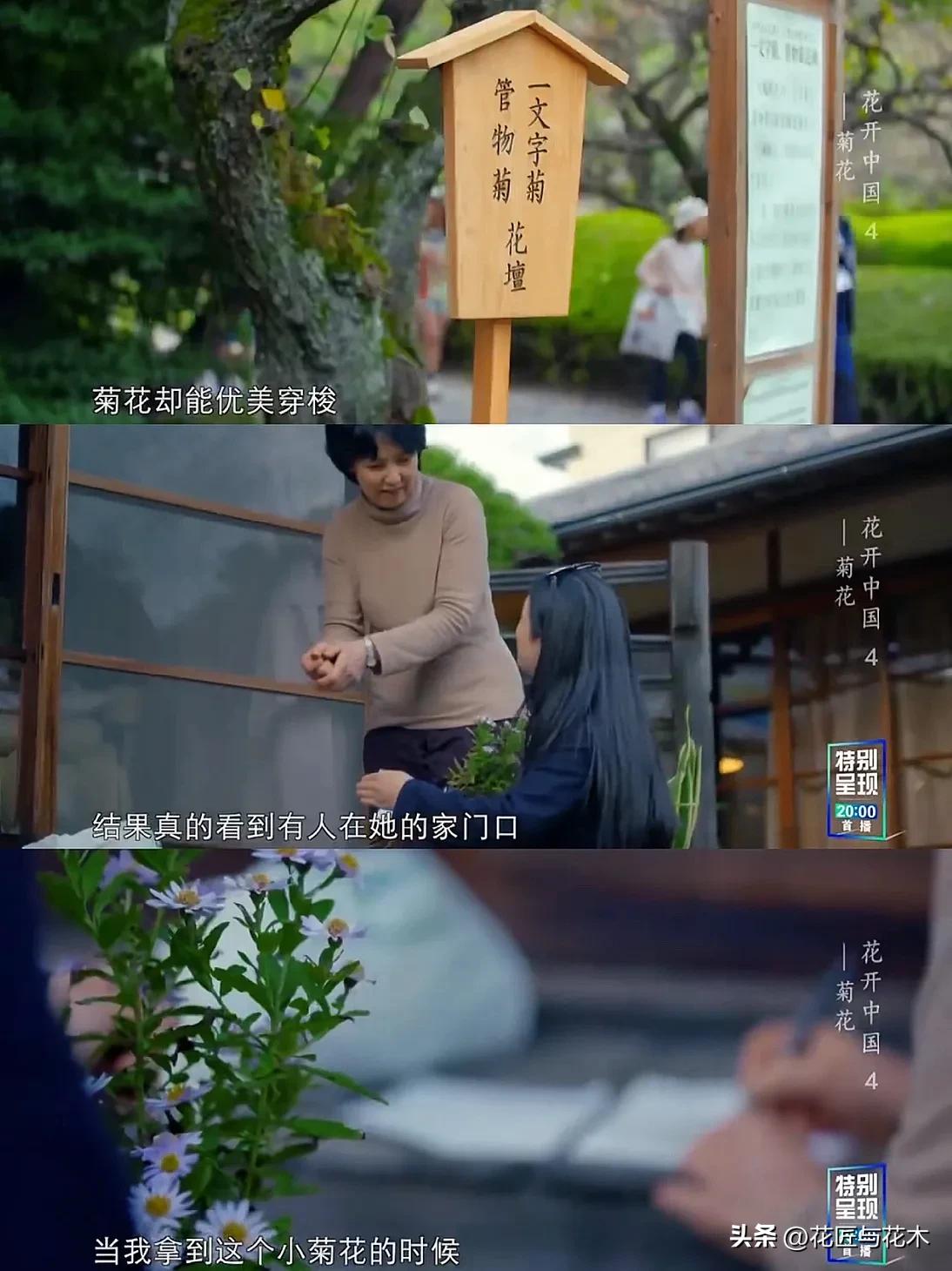 央视顶级纪录片｜万花之王，用一叶一瓣打开“世界”