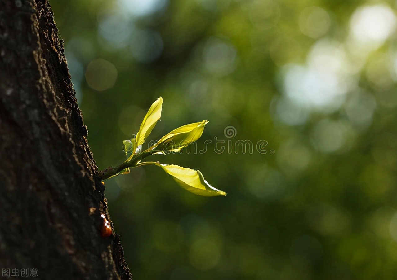子宫内膜薄怎么能调理厚点,人流后子宫内膜太薄怎么调理