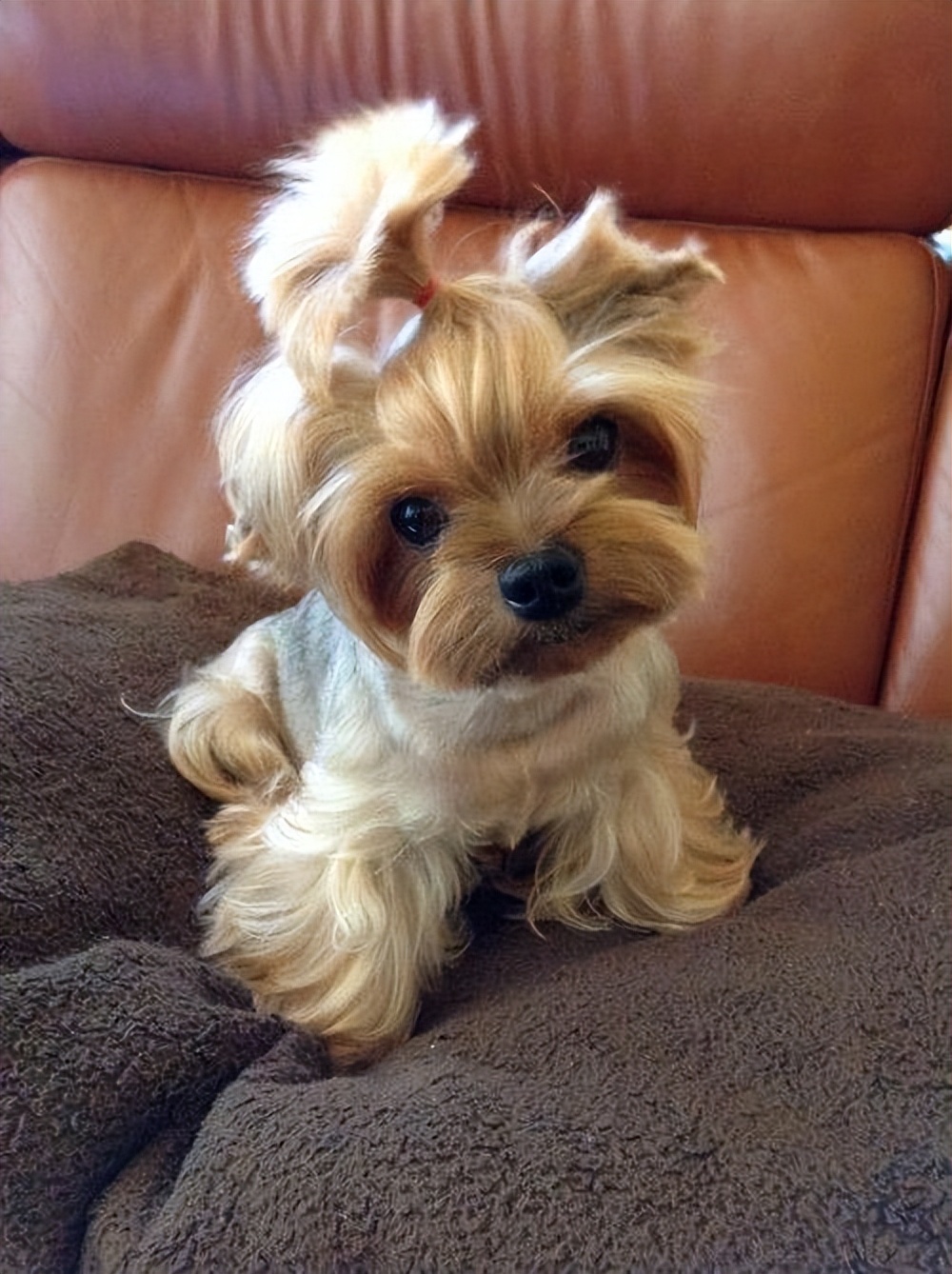 哪种宠物狗长寿又好养,盘点6种长寿狗不妨入手养一只吧