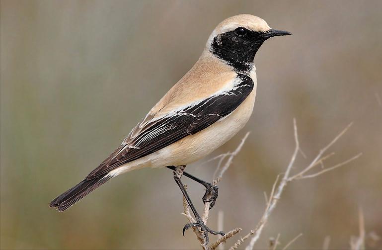 鸟儿大全高清图,高清珍稀鸟动态图片大全