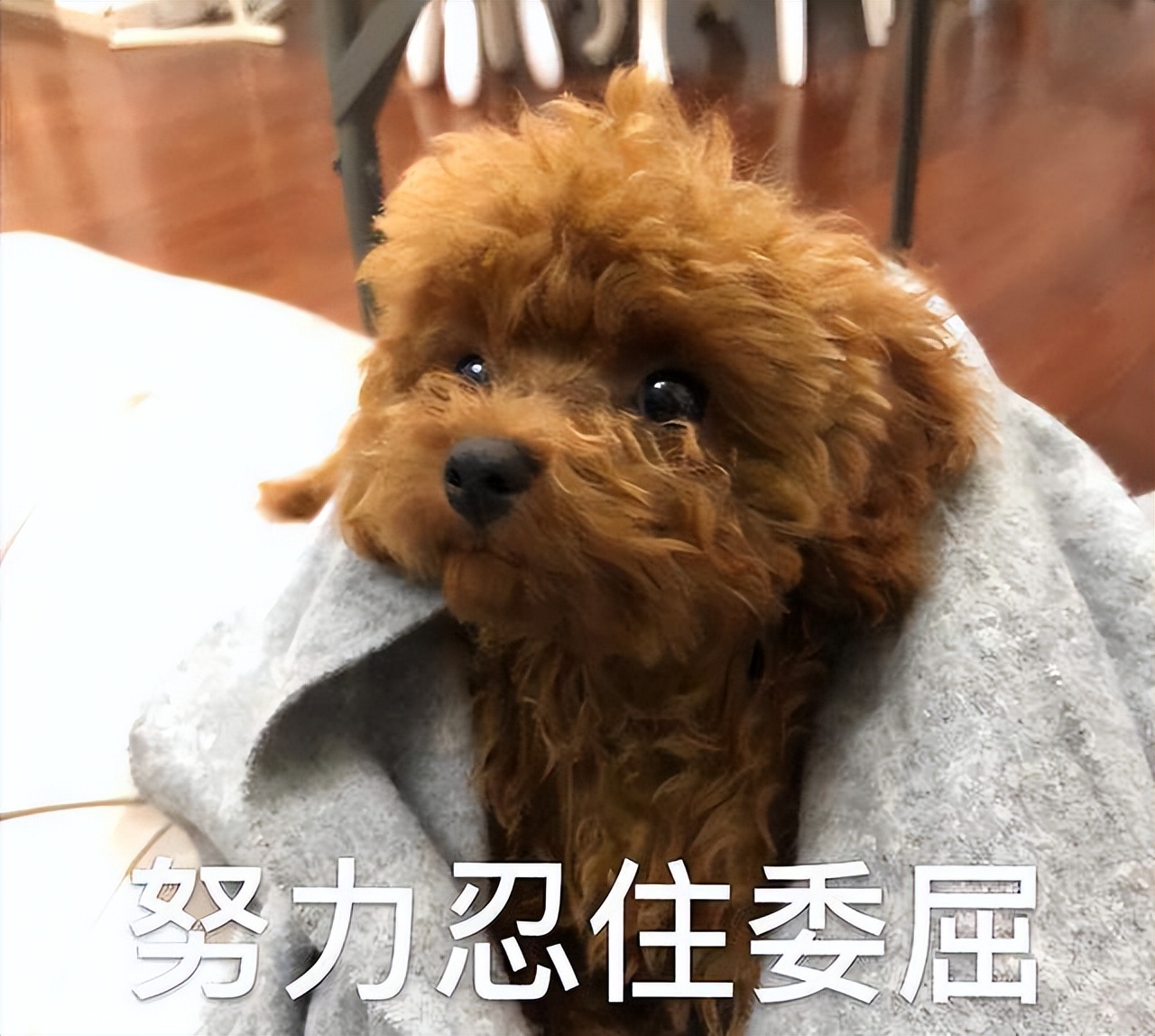 泰迪肚子里有虫子有什么症状,泰迪狗身上的虫子是什么虫