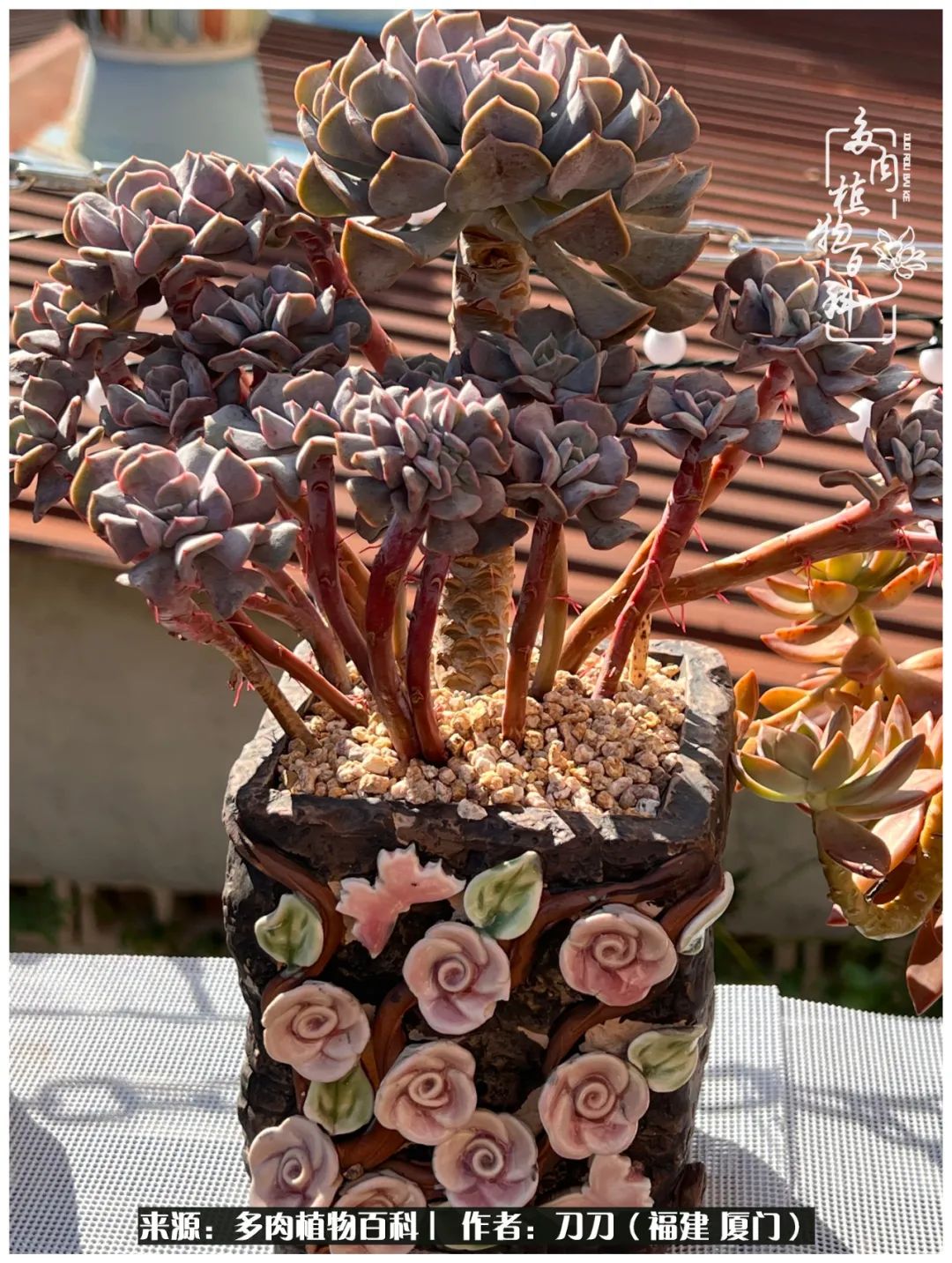 多肉夏季不好养品种有哪些,高花盆为什么养不好多肉