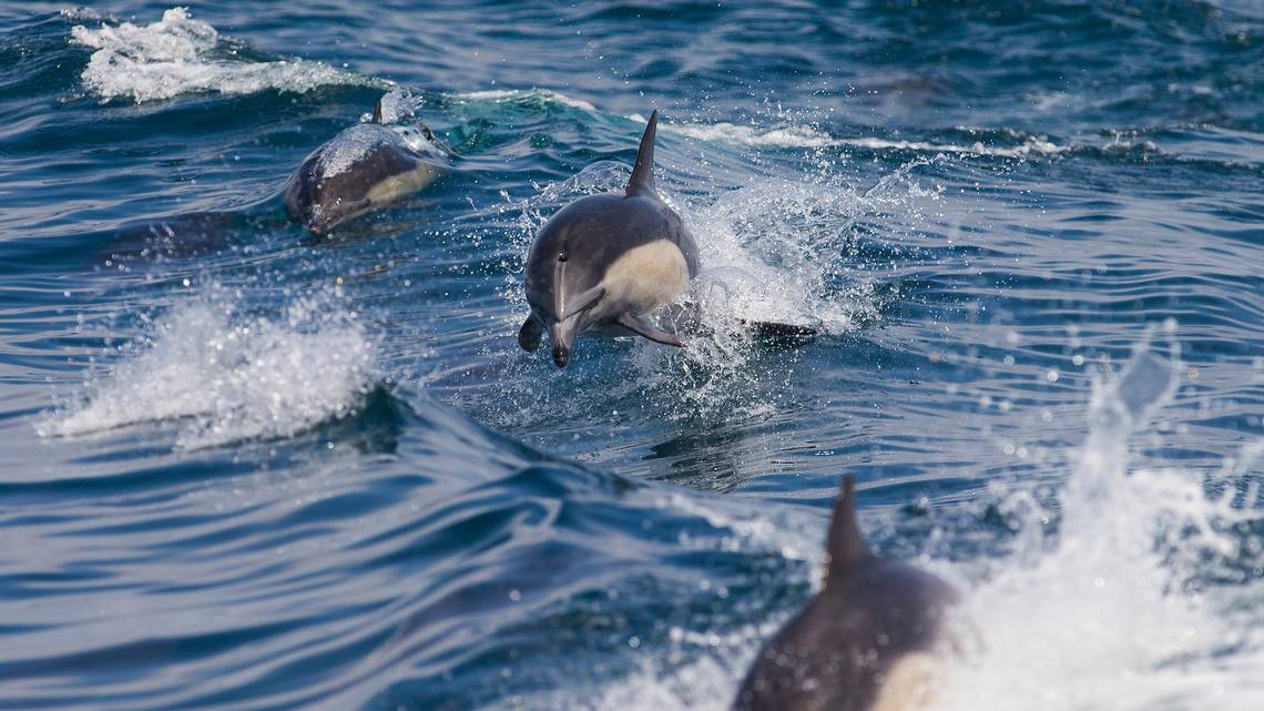 海豚怎么交配？科学家：它们极具侵略性！生殖器某处与人类很相似