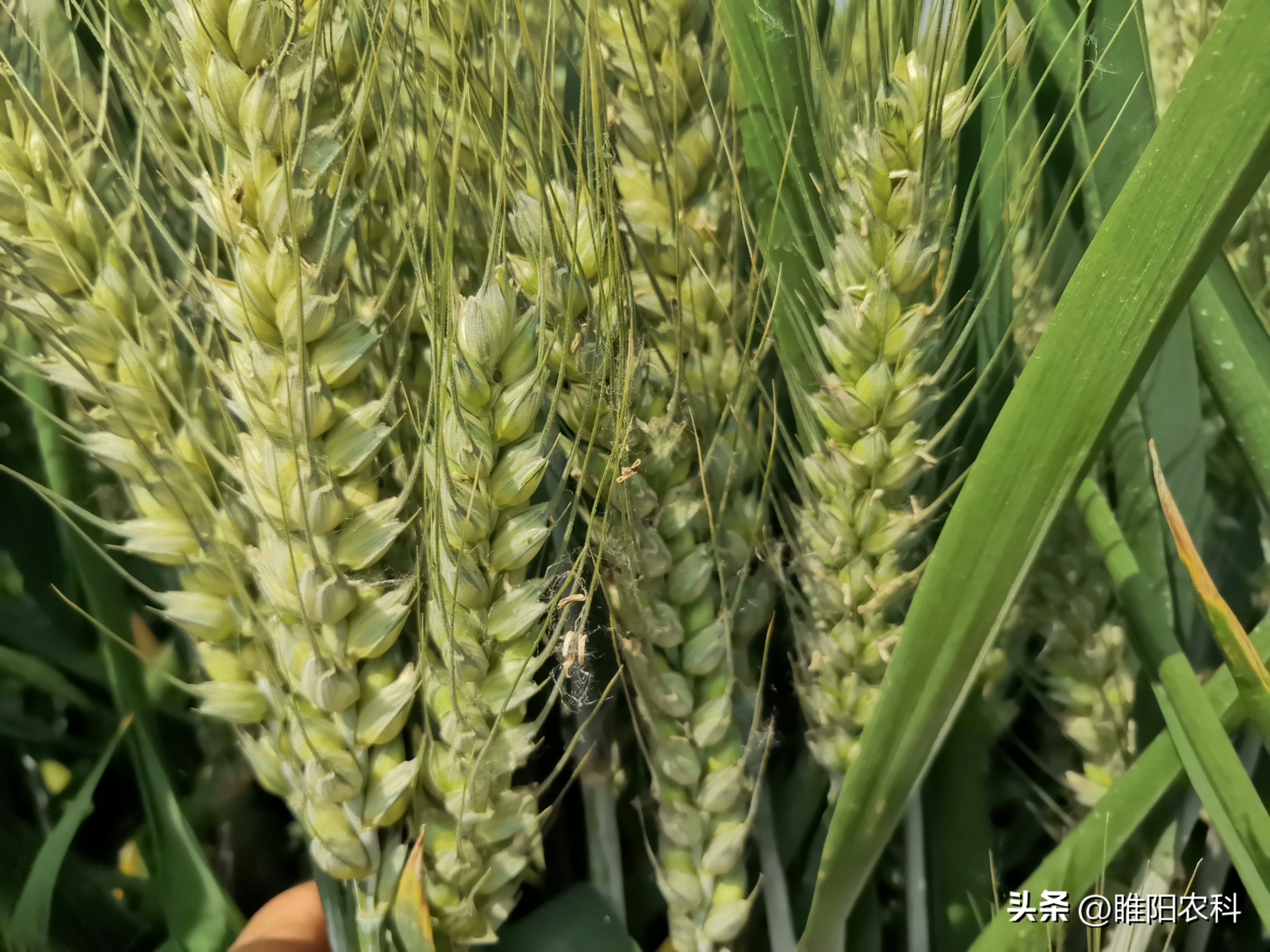 2022年小麦高产品种排名,2022年高产小麦品种排行