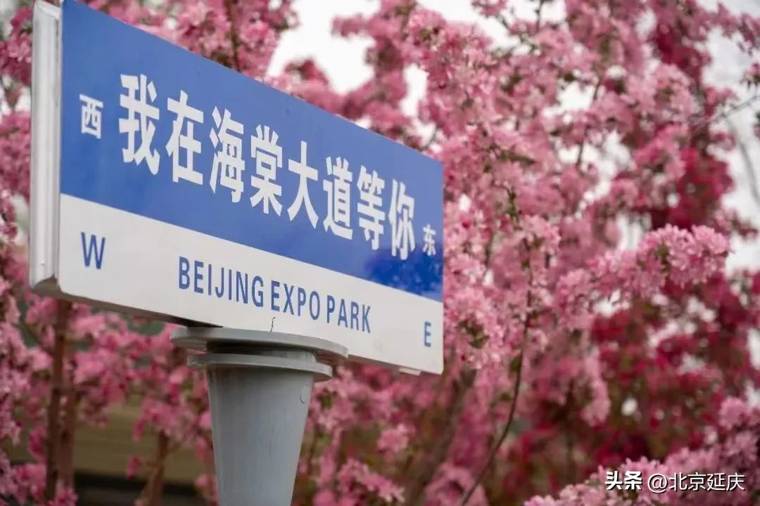 延庆冬奥小镇游玩,北京冬奥延庆观光旅游