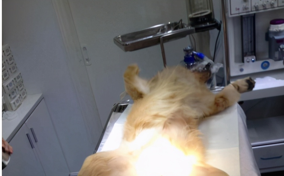 你必须了解的两性知识,你必须要知道的宠物知识