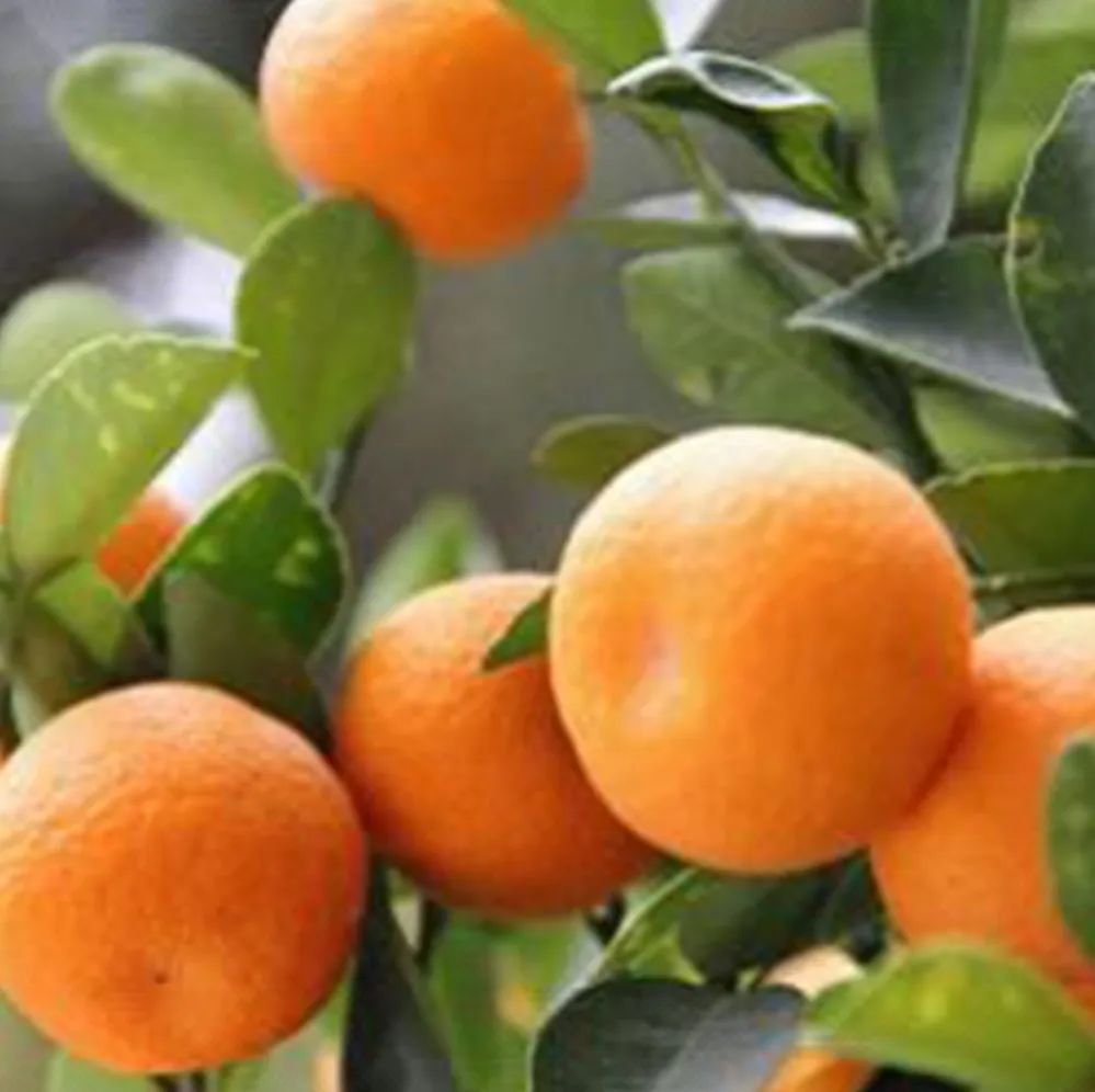 国庆咸宁一日游推荐,咸宁春节旅行去哪儿