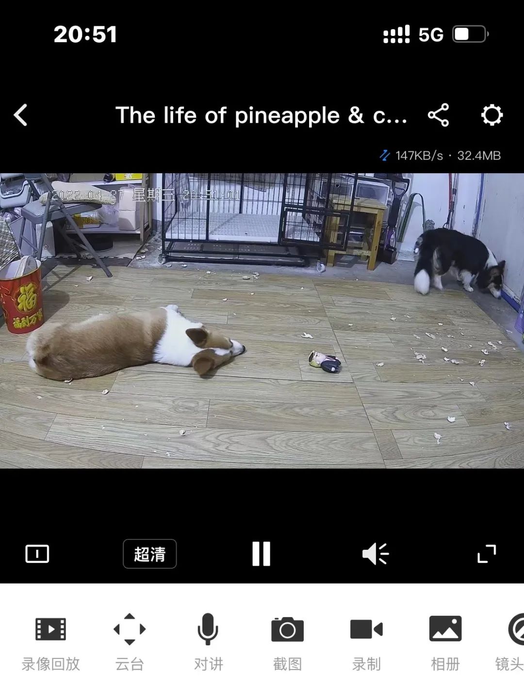 一晚上连炫16颗生鸡蛋，偷吃柯基秒变粑粑喷射“基”