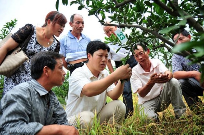 农村种什么一年能赚20万,现在农村种植什么比较收益大