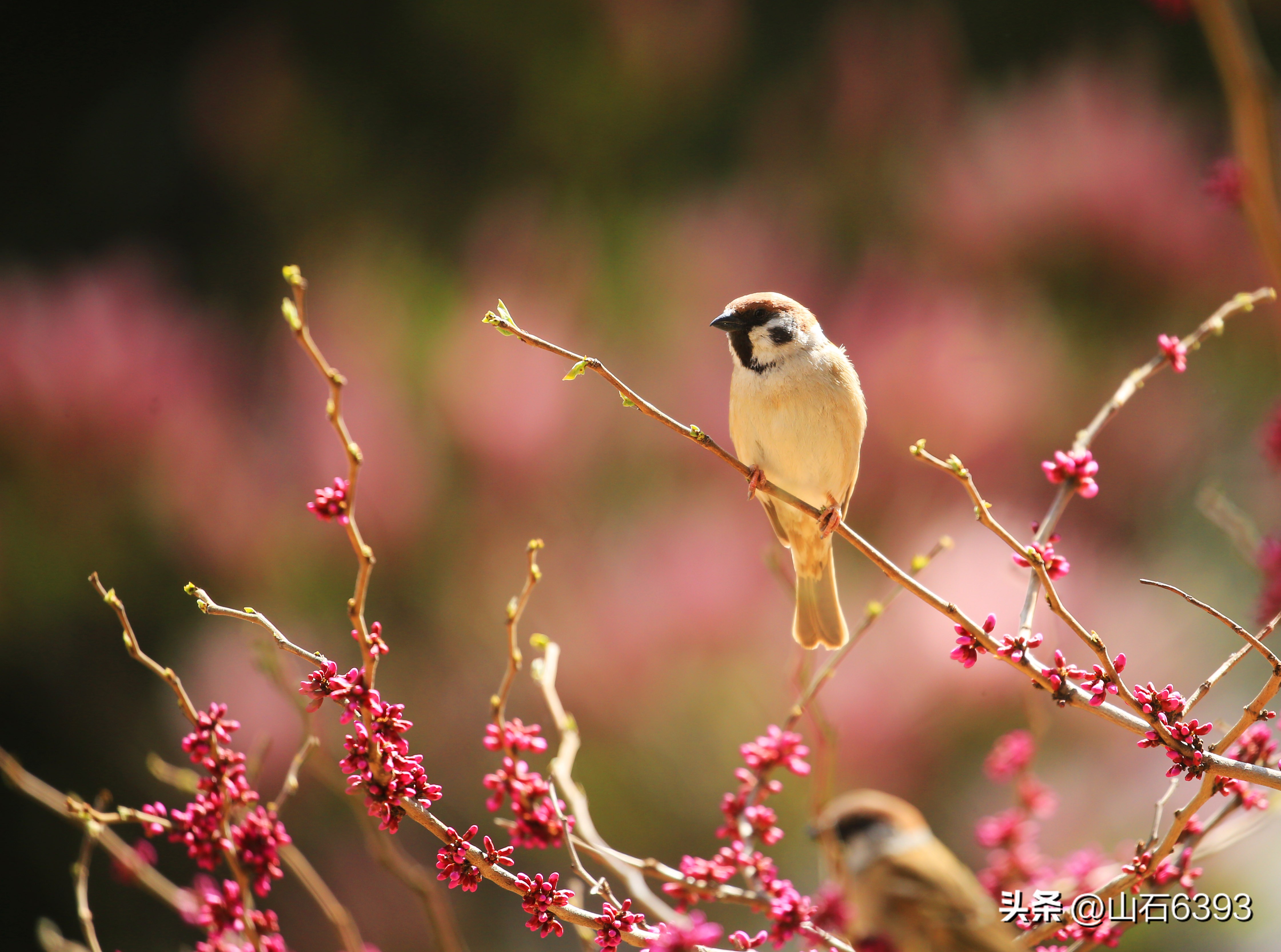 【战友美文】于天松：《麻雀，我爱你》（诗）