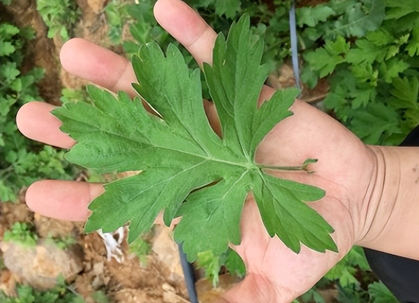 五毒月来临，善用此草可抵万千药方，降压排毒又补肾！医生都在偷偷用