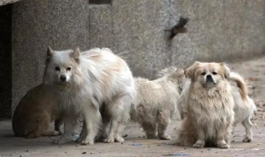 台湾17岁狗安乐死,台湾女子给狗狗安乐死