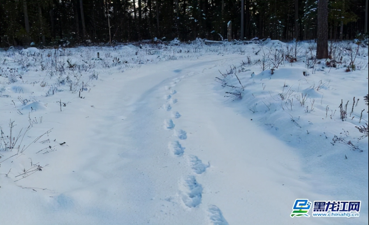 龙江附近打卡,哈尔滨推荐打卡地
