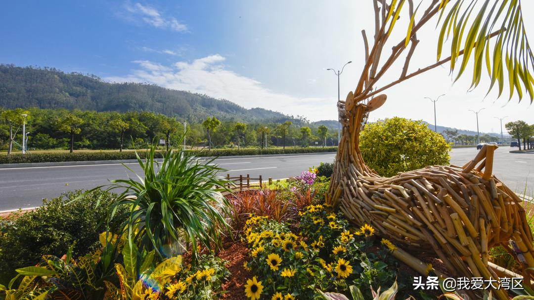 珠海春游赏花,珠海周边踏青景点