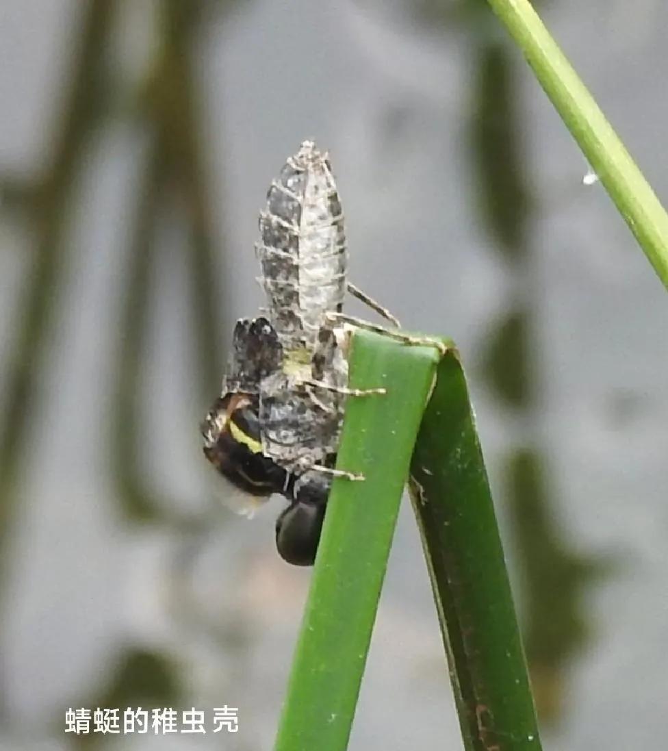 豆娘和蜻蜓是一个物种吗,蜻蜓和豆娘生长过程一样吗
