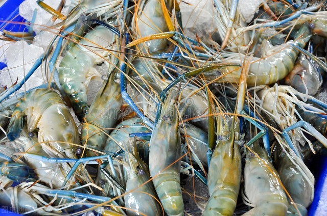 大虾钓友,广东钓友钓到一米长大虾