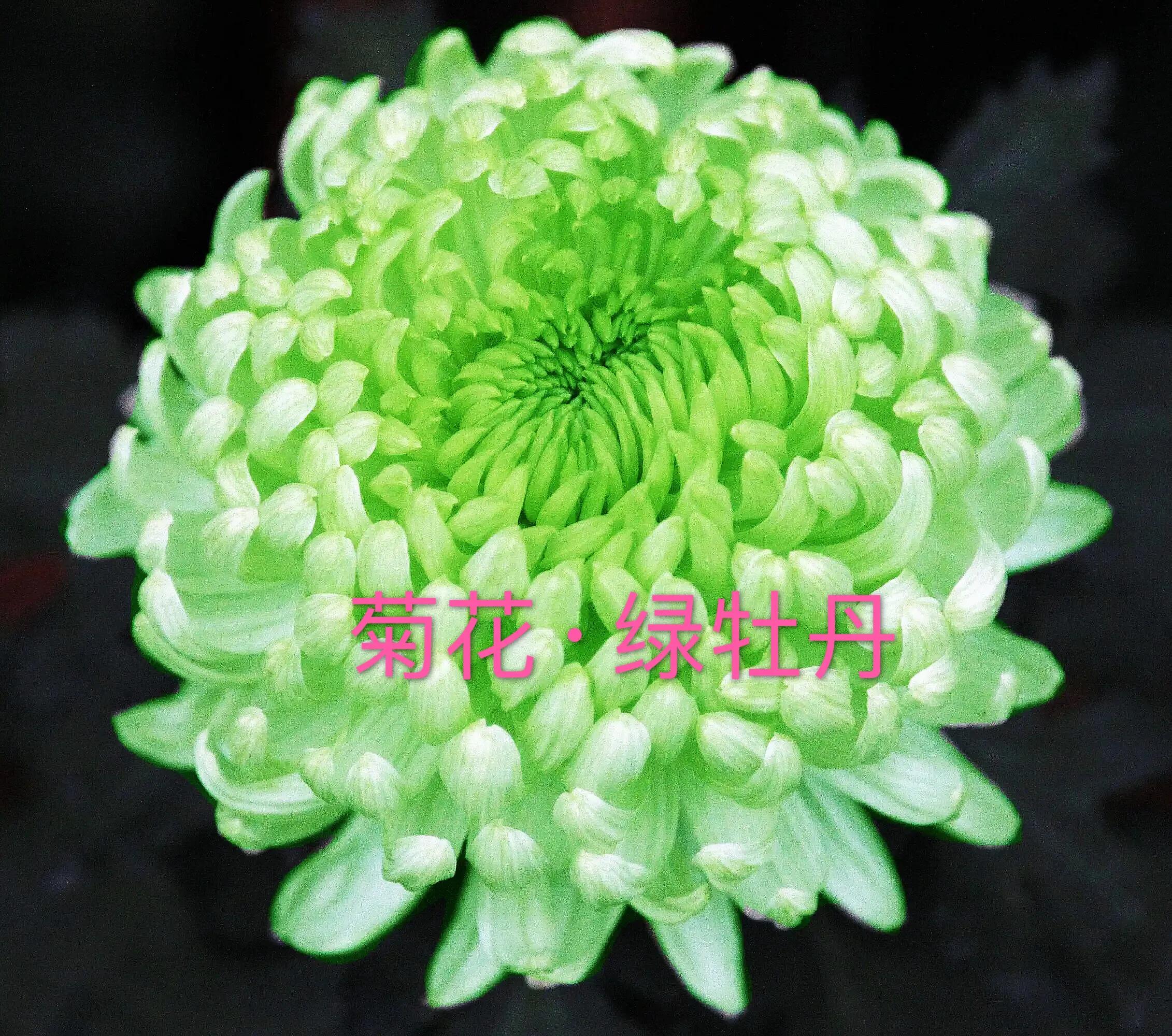 绿牡丹菊花名贵稀有吗,菊花绿牡丹介绍