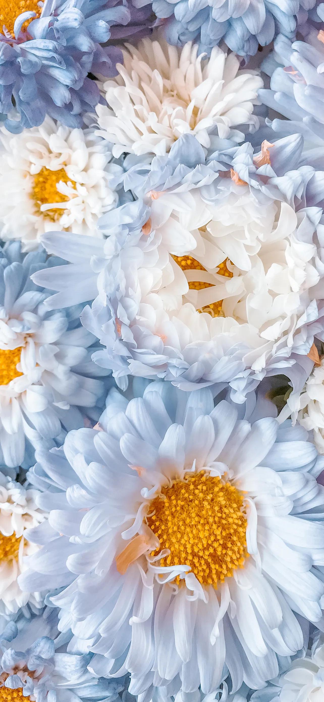 高清全面屏手机壁纸,米奇壁纸高清全面屏