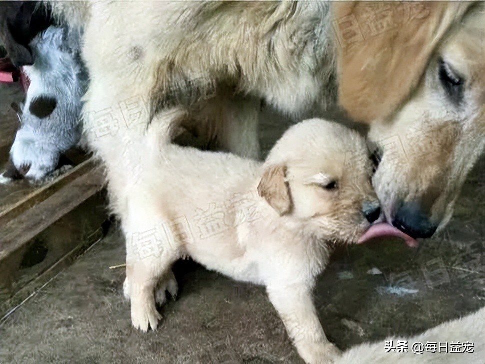 金毛外出叼东西回家吓坏主人,主人惹金毛生气金毛咬嘴唇