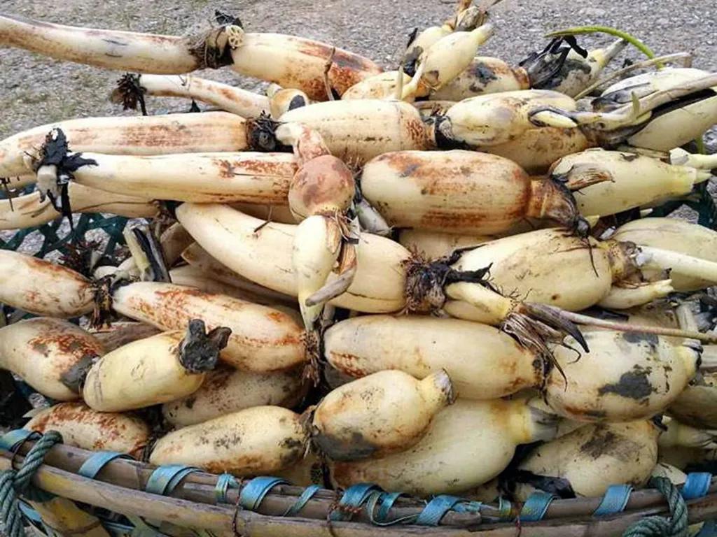 全国哪里的莲藕汤有名,全国最好的莲藕品种粉藕