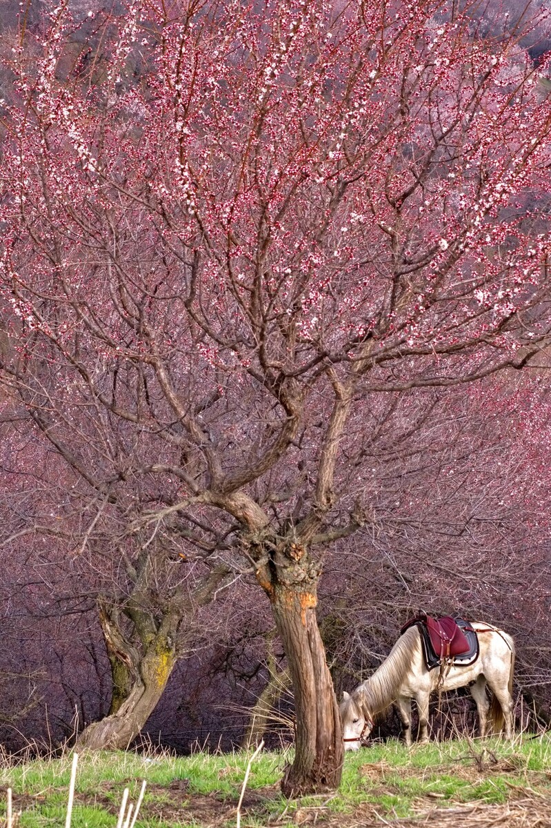 清朝地方官和今天对照一览表,清朝中央机构和地方机构示意图