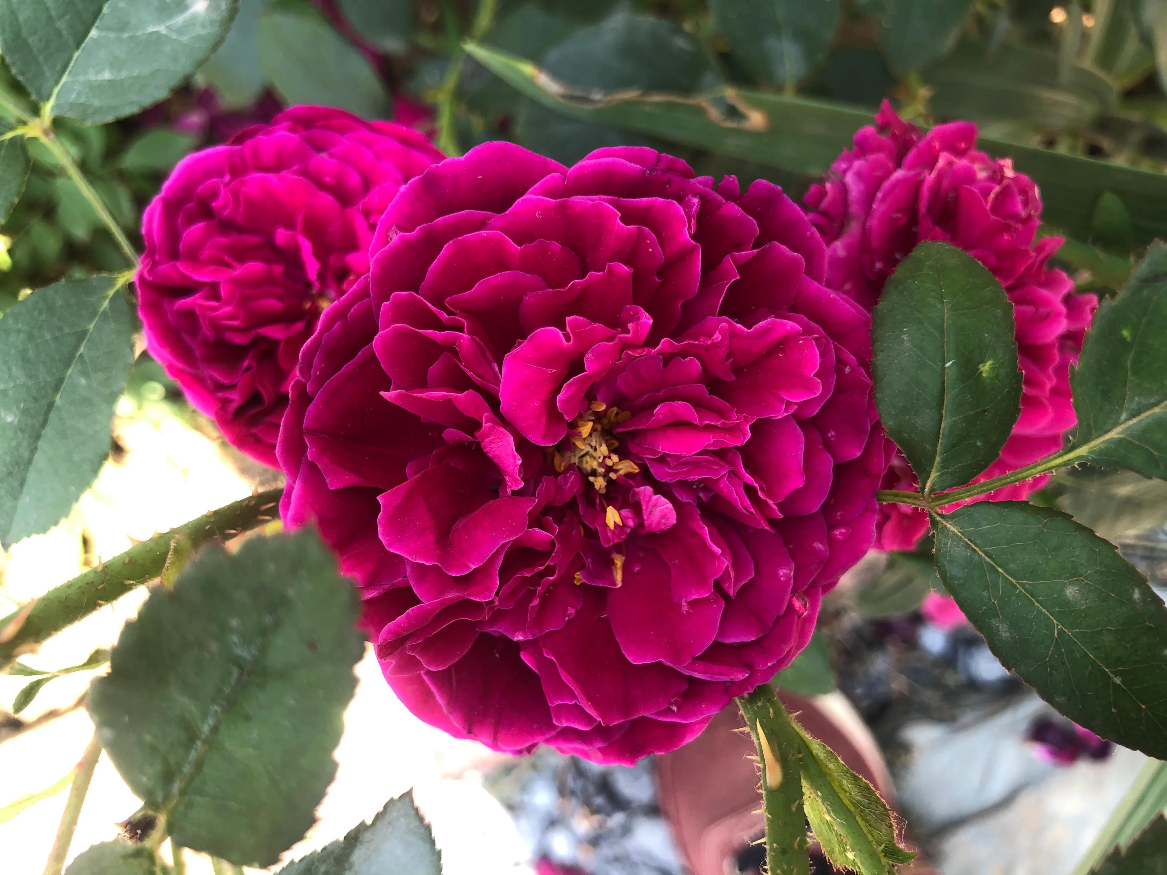 因好奇紫黑色秋花入手的月季皇宫，没想到春花和夏花这么雍容华贵