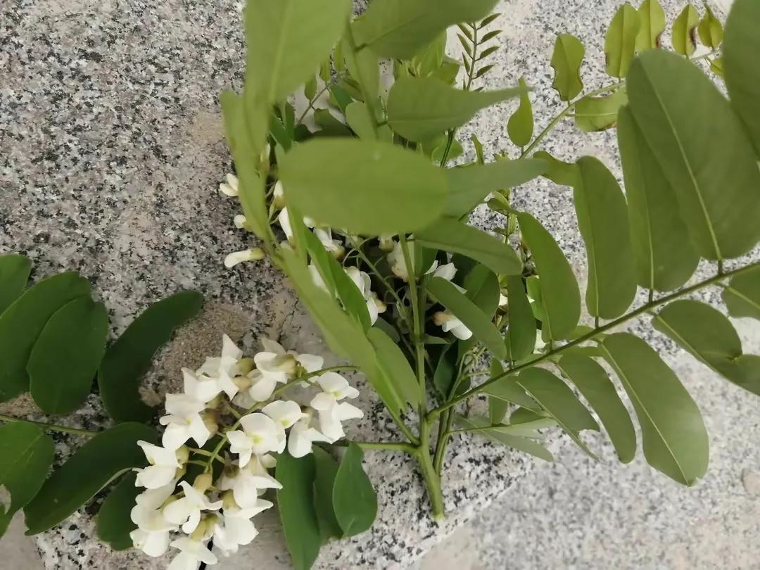 忆老家那棵洋槐树洋槐花盛开阵阵扑鼻香