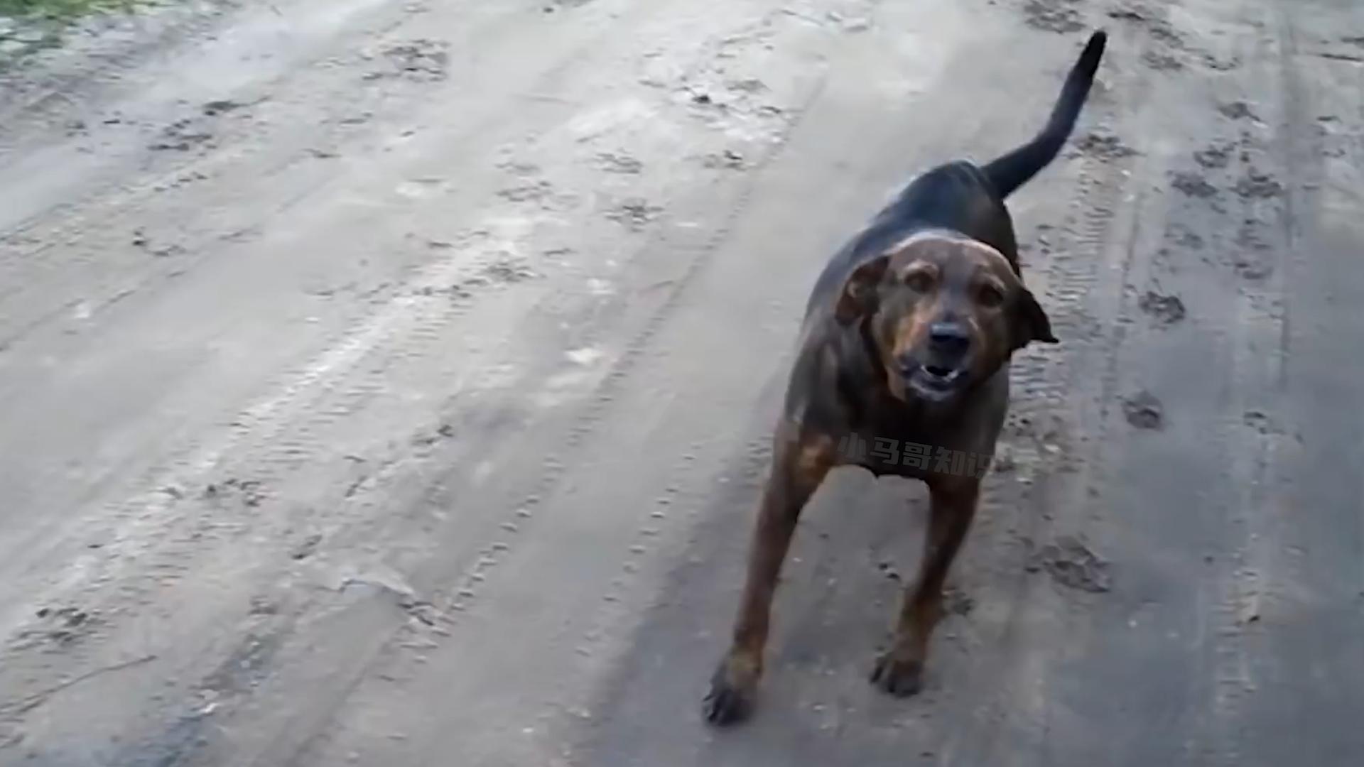 1年花掉30亿？给狗打疫苗能阻断狂犬病，为什么我们都给人打？