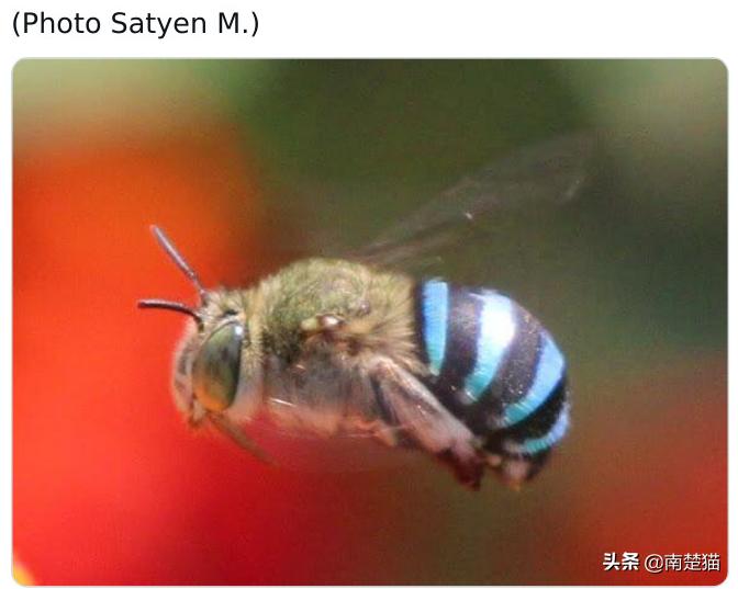 分享各种各样的动物,保证你没见过的20种新动物