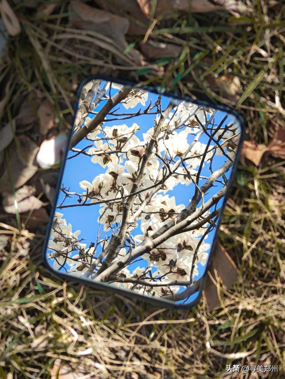 河南科技大学春景,河南科技职业大学校园春景