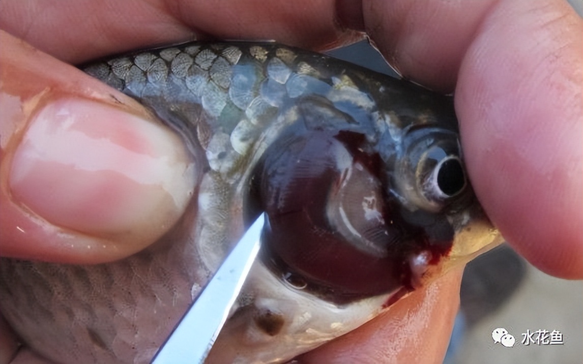 12种水产病害防治,你对水产动物病害的初步认识