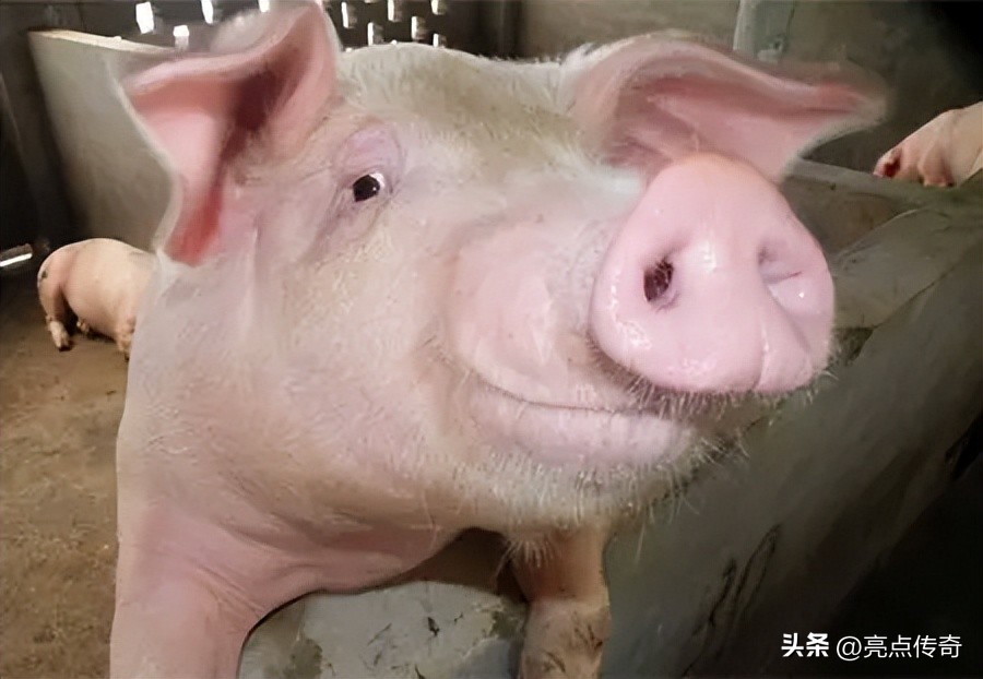 母猪拉白尿,母猪拉血的原因和治疗方法