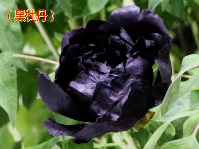 牡丹百花之王典故,为什么牡丹是百花之王