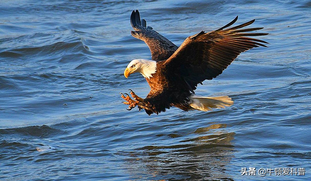 世界十大猛禽角鹰,猛禽金雕是什么鸟