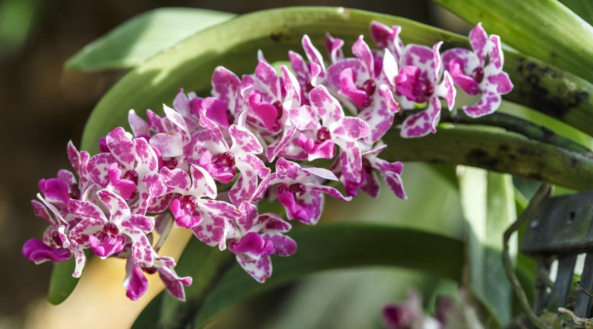 花色艳丽的兰花有哪些品种,最有观赏性的兰花品种